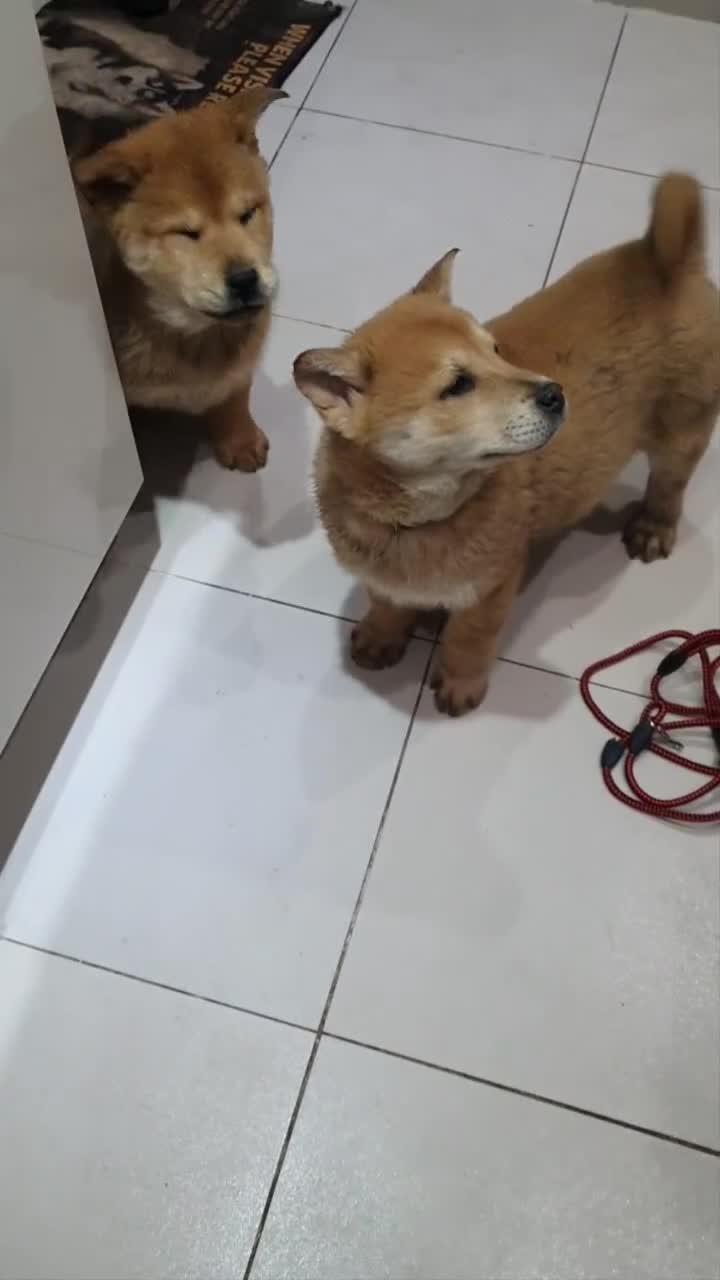 Mixed Breed dogs for sale: All chowsky gone. Waiting end off the year again.  - Video 1