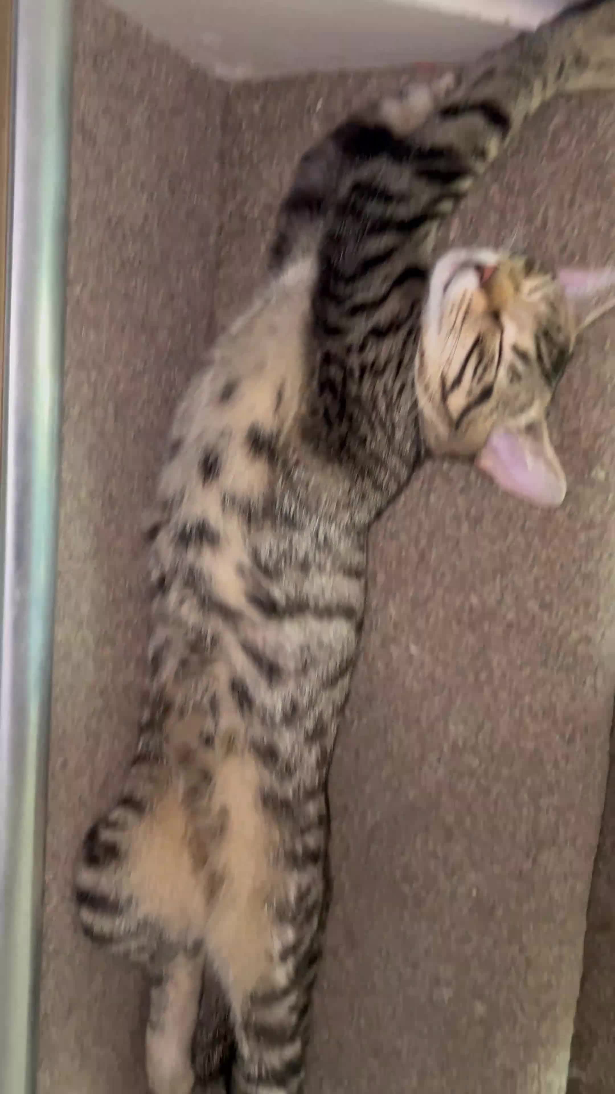 Bengal cats for sale: Bengal mix, 4 month baby boy  - Video 1