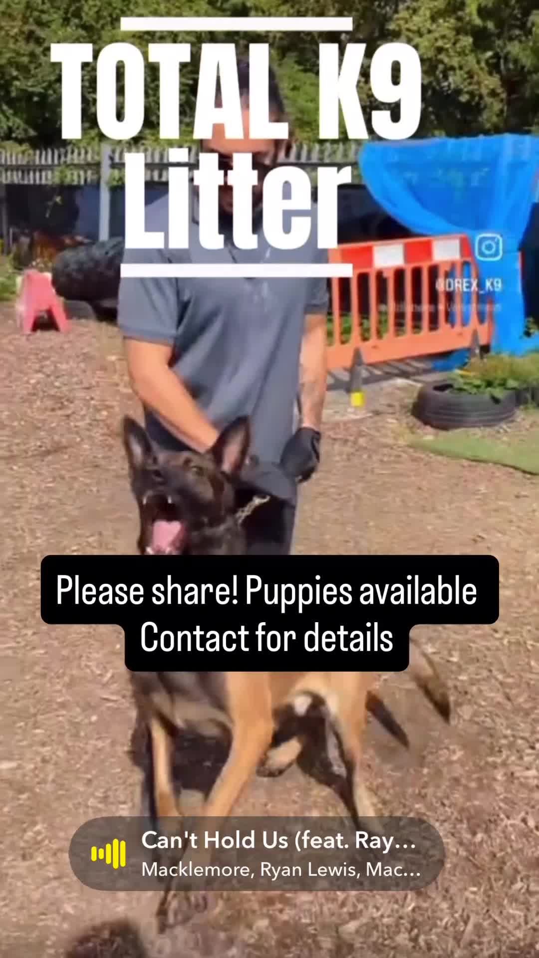 Belgian Shepherd Dog dogs for sale: TOP QUALITY Belgian Malinois Puppies - Video 1