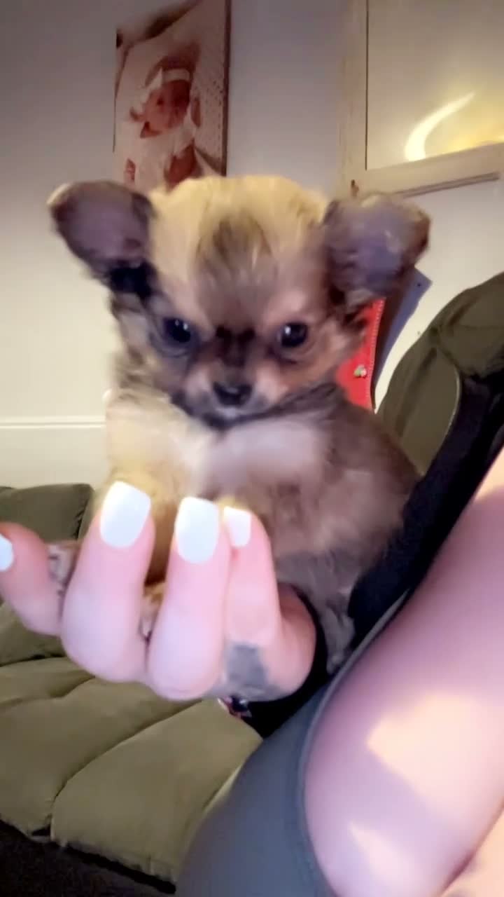 Chihuahua dogs for stud: Chihuahua For stud  in Tamworth - Video 4