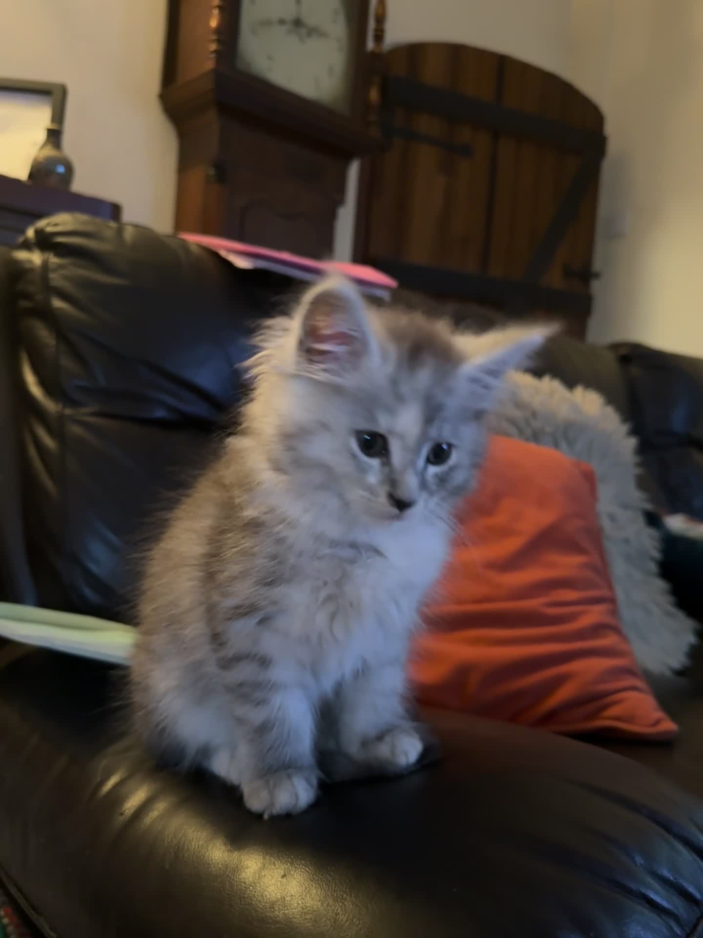 Maine Coon cats for sale: Ready to leave.. Beautiful Male only.  - Video 2