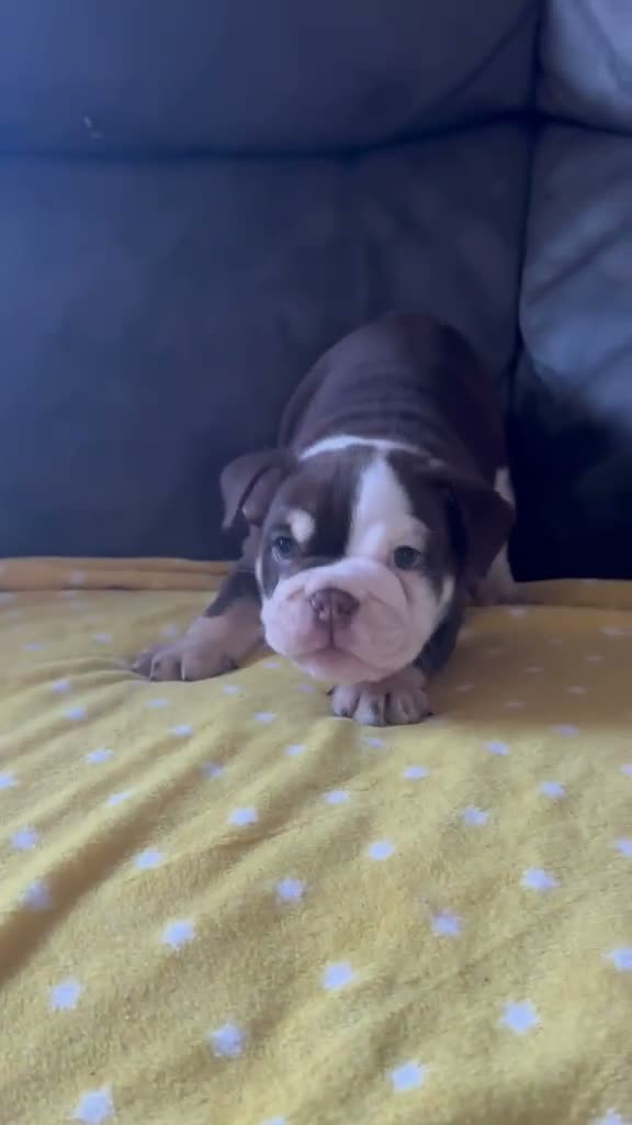 English Bulldog dogs for sale: Last 2 DWKC Registered English Bulldog Girls  - Video 3
