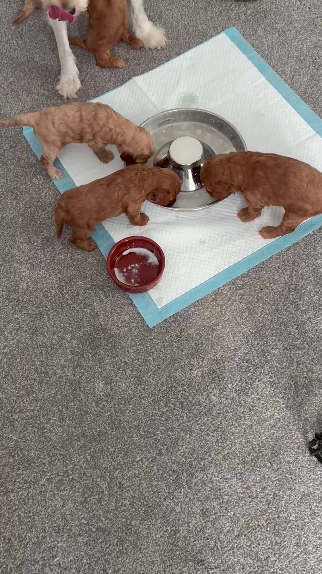 Cockapoo dogs for sale: F1b Cockapoo’s  - Video 3