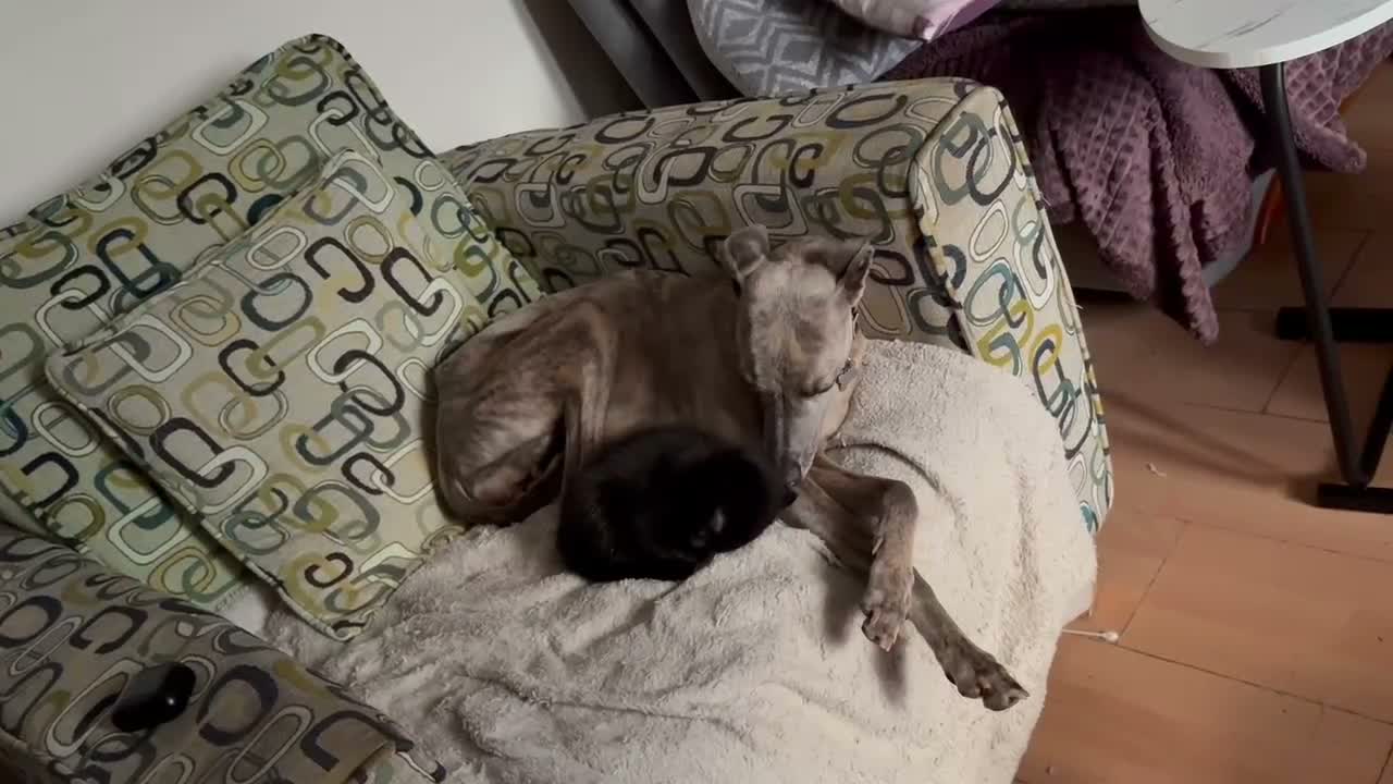 Mixed Breed cats for sale: Ready now, 1 black boy available  - Video 1
