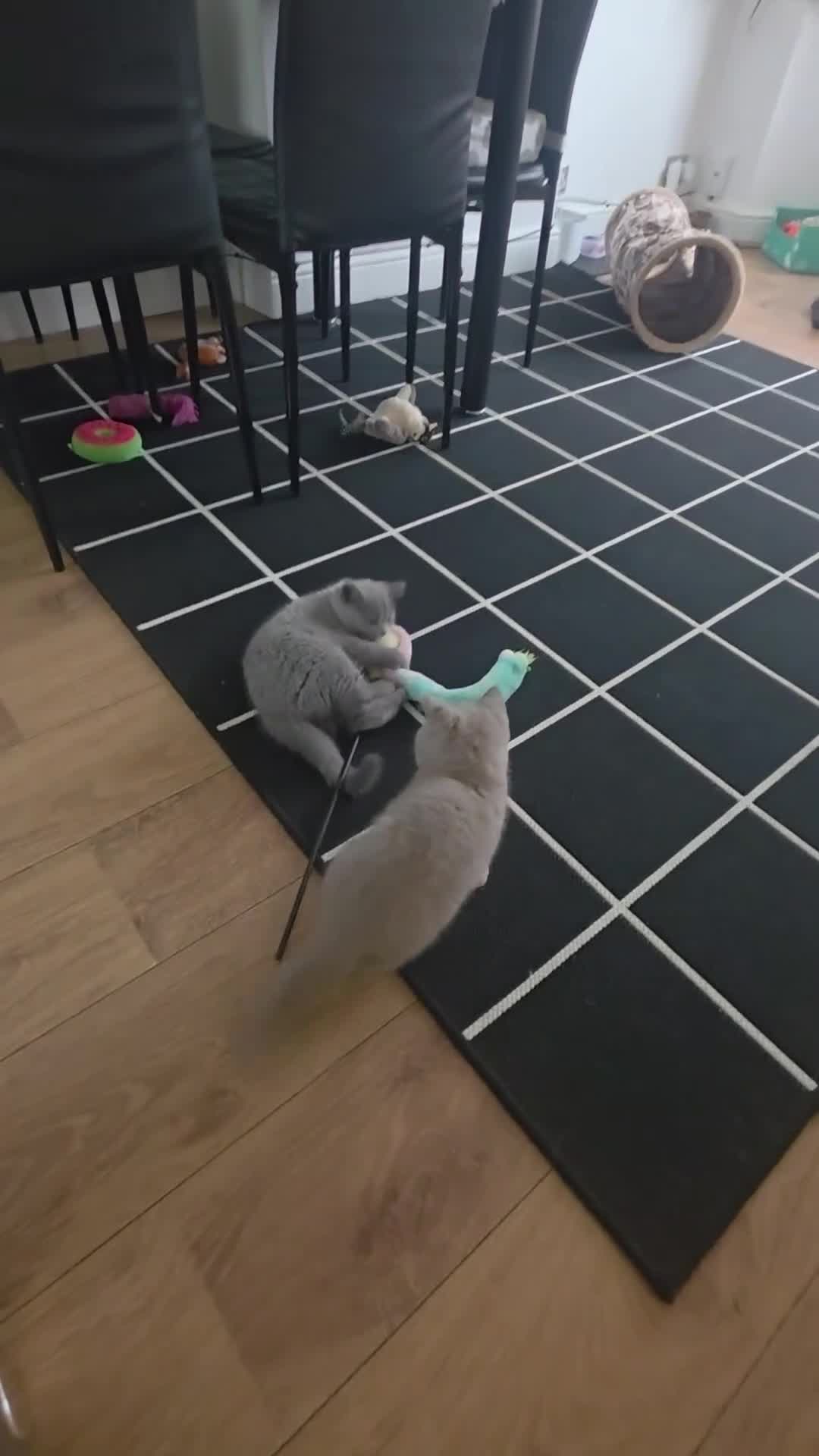 British Shorthair cats for sale: British ShortHair 🐈‍⬛ - Video 5