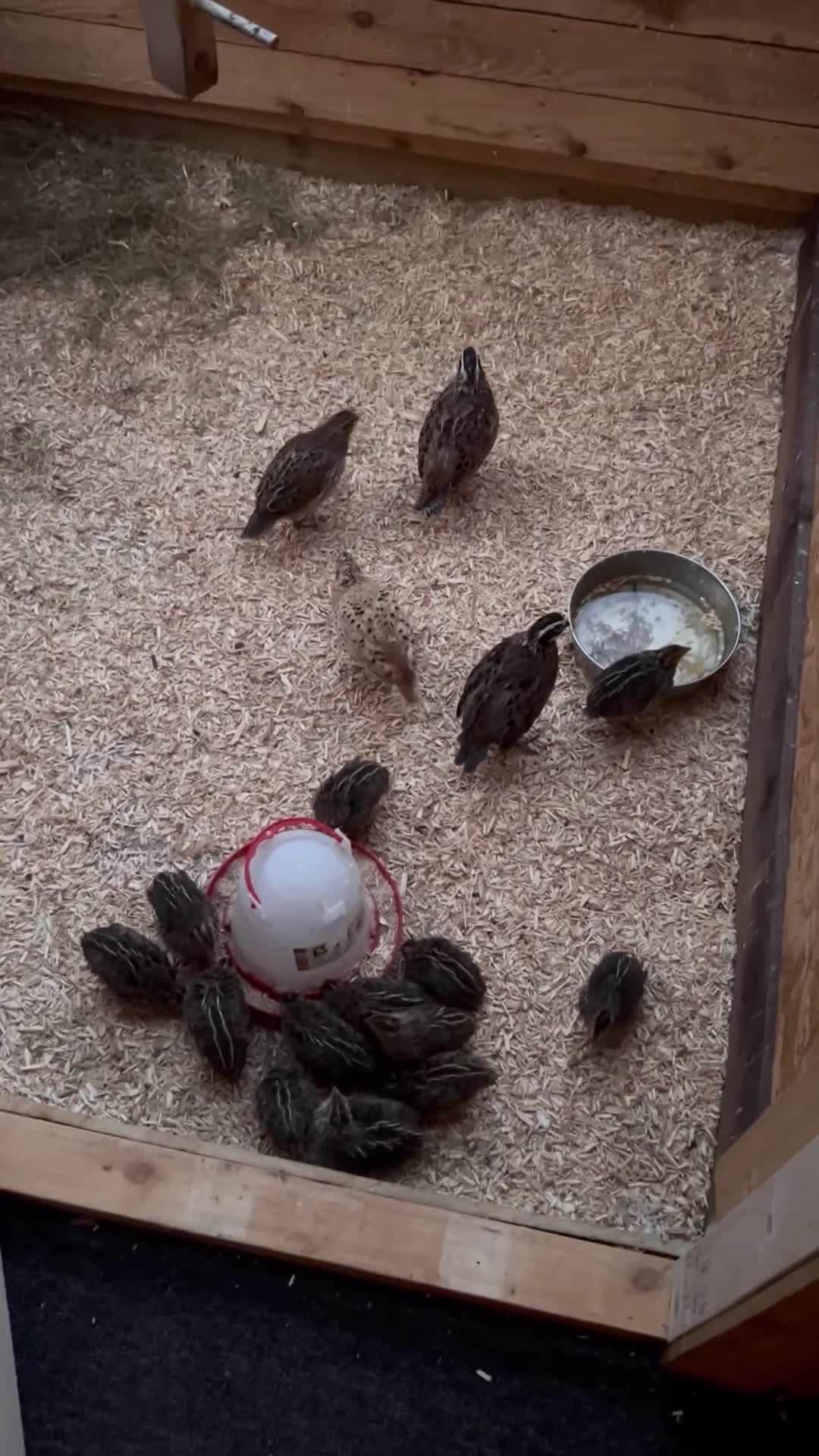 Quail poultry for sale: Japanese Quail  - Video 1