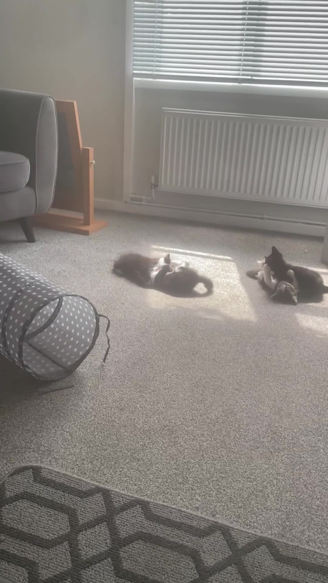 British Longhair cats for sale: Kittens 2 left mother is Maine coon  - Video 1
