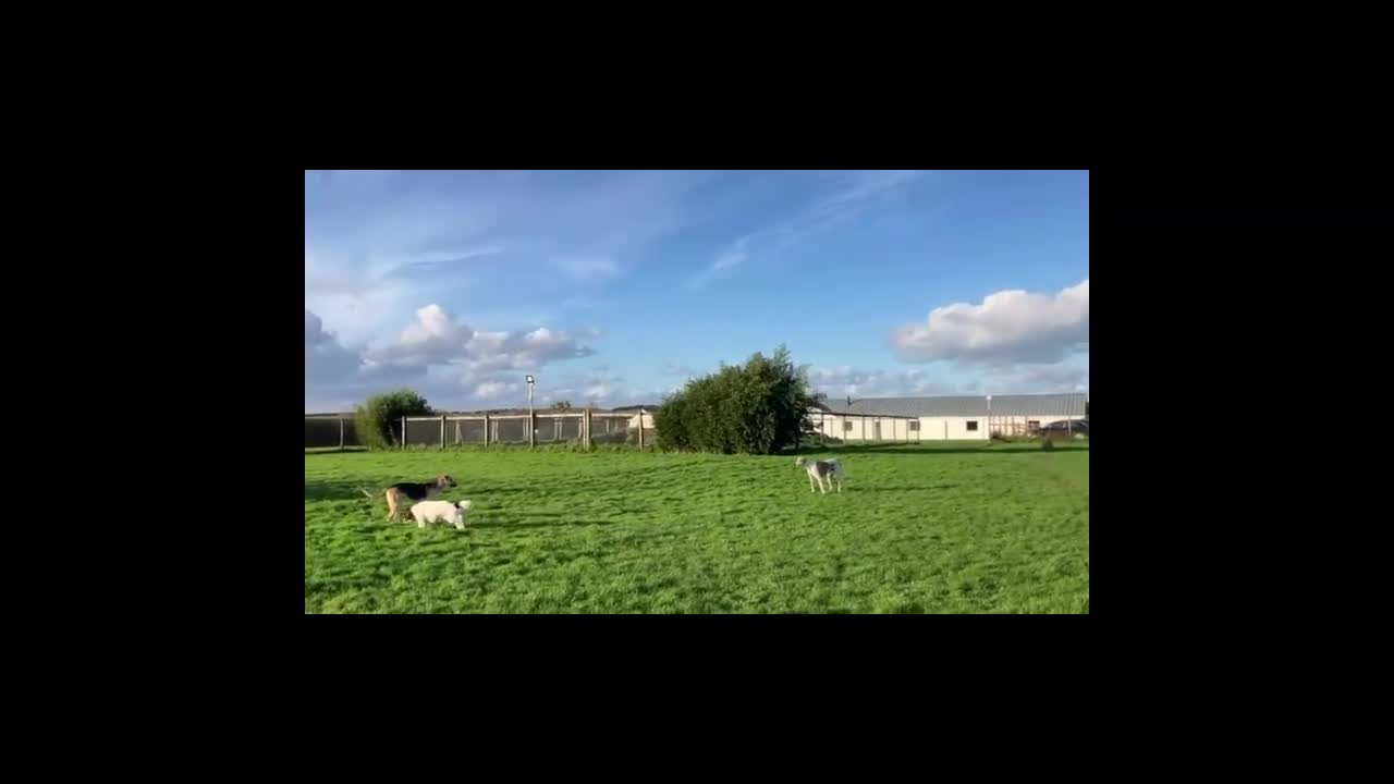 Mixed Breed dogs for adoption: JACK - FOR ADOPTION IN CORNWALL OR DEVON - Video 1