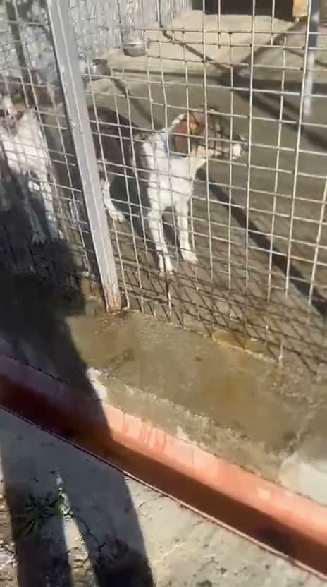 Mixed Breed dogs for adoption: Nemo, 9 months approx. Available for adoption. in Brixham - Video 1
