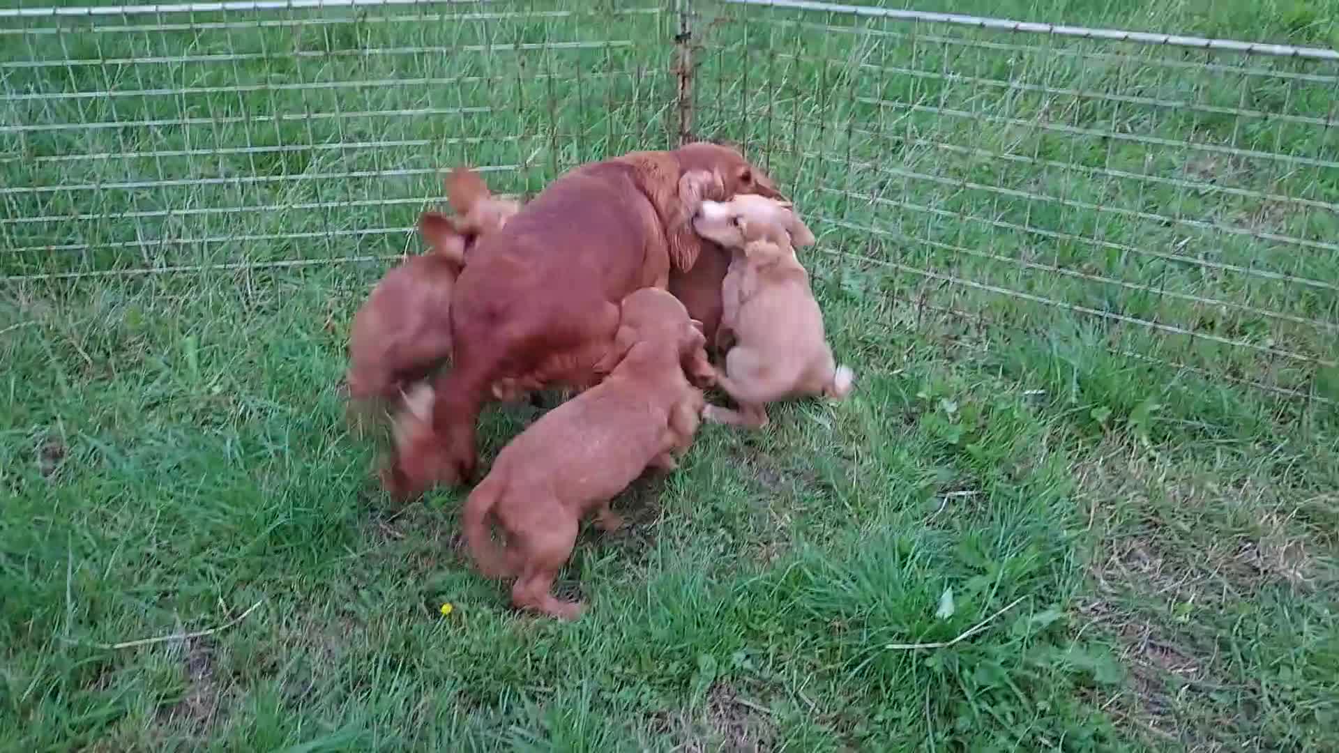 Cocker Spaniel dogs for sale: Kc reg quality cocker spaniel puppies - Video 1