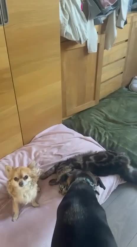 British Longhair cats for adoption: Rogger - Video 1