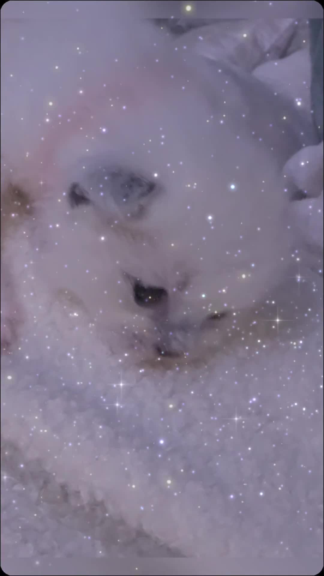 Ragdoll cats for sale: ✨ Purrfectly Plush Paws: GCCF Registered Ragdolls✨ - Video 4