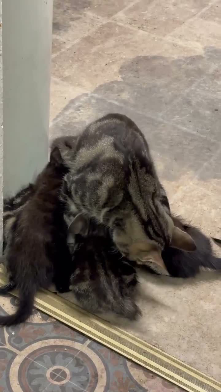 Bengal cats for sale: Beautiful little kittens - Video 2