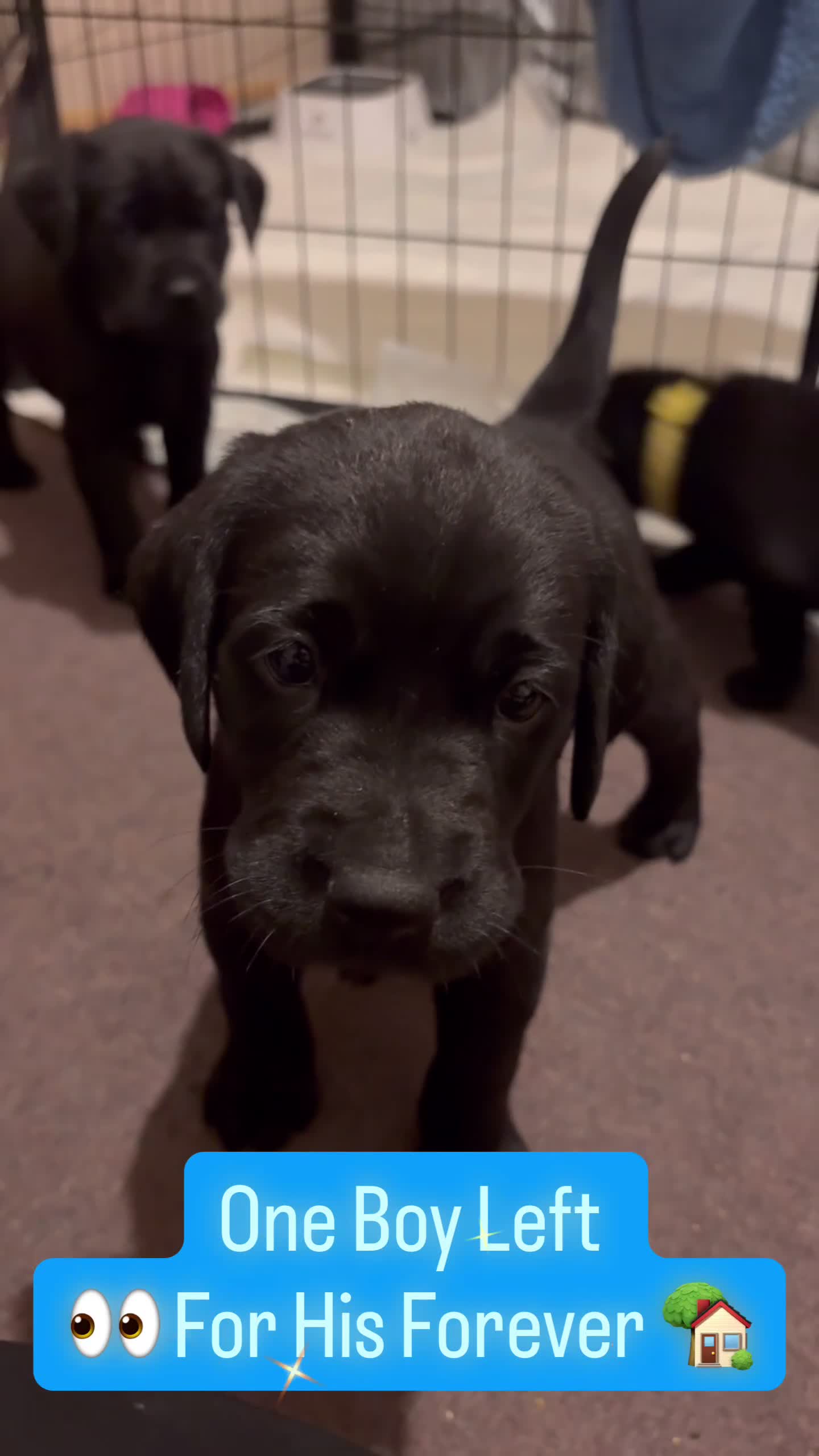 Labrador Retriever dogs for sale: Labrador  - Video 3