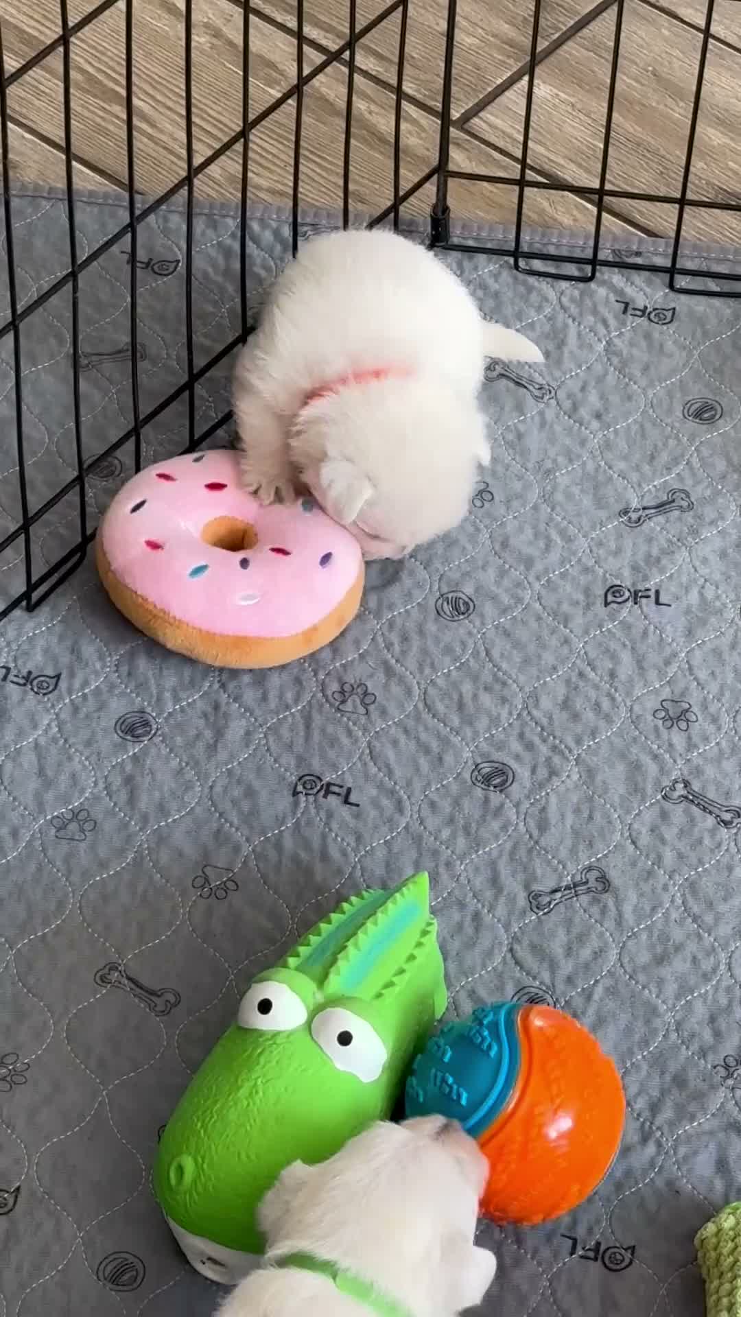 West Highland Terrier dogs for sale: 3 Boys and 2 Girl West Highland Terriers - Video 3