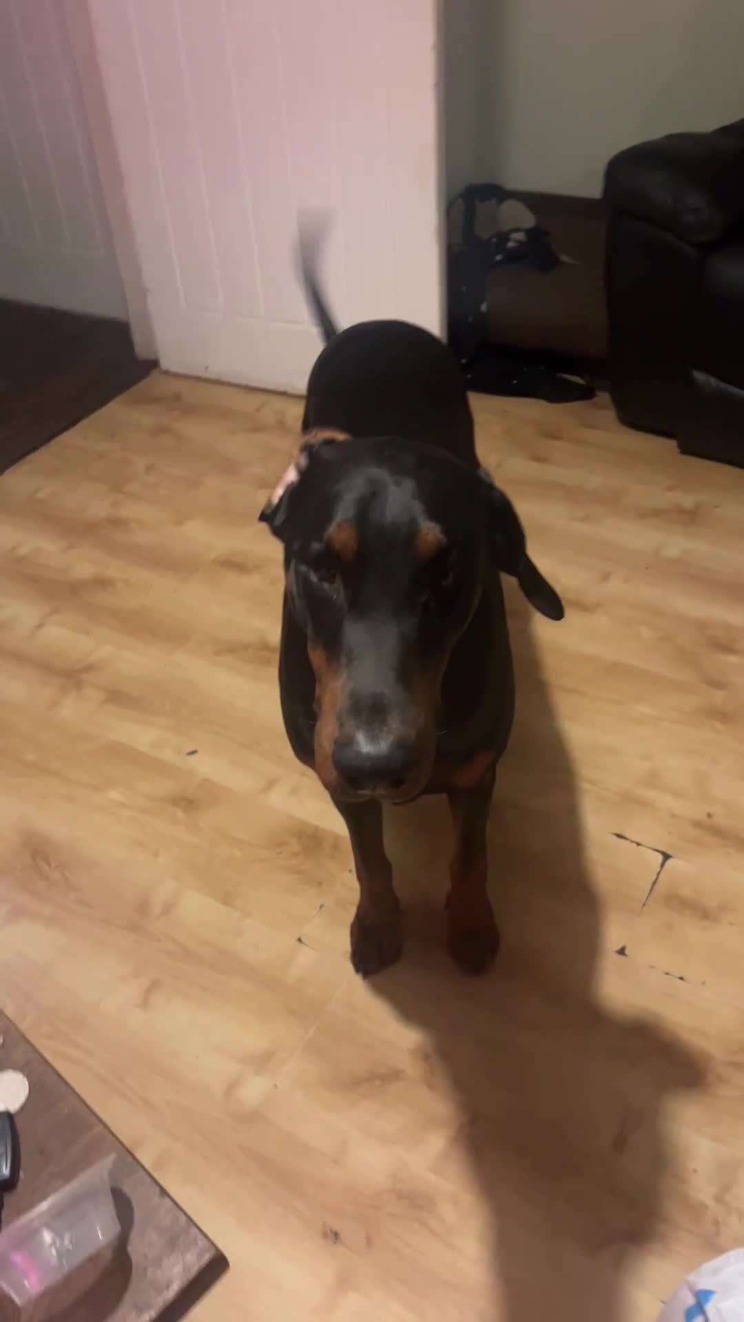 Dobermann dogs for stud: Doberman male stud 4 years old - Video 2