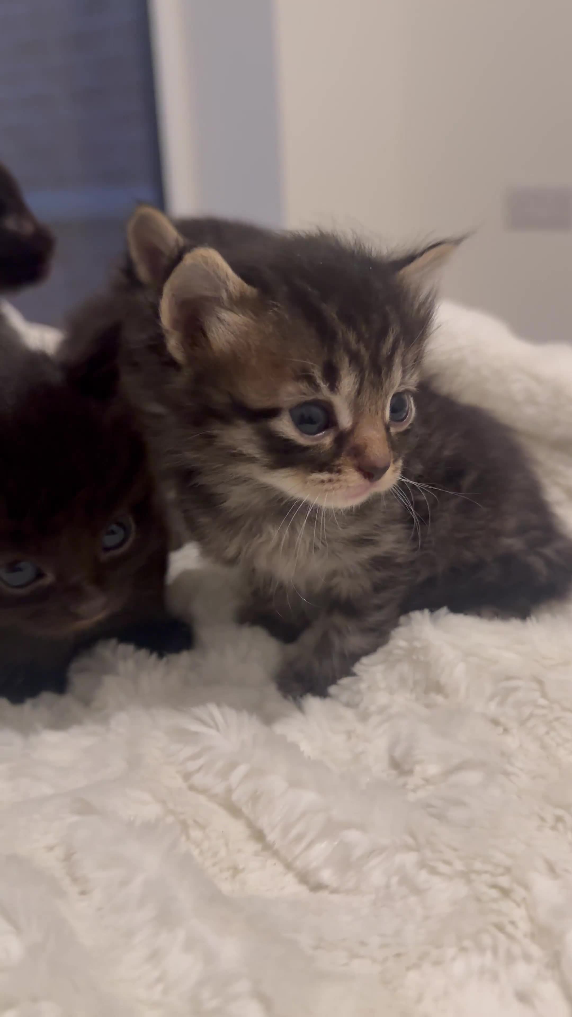British Longhair cats for sale: 6 Super Friendly British Long Haired Kittens - Video 1