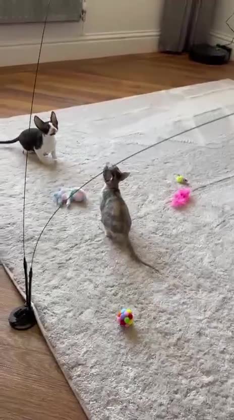 Cornish Rex cats for sale: Cornish Rex Kittens Ready to Reserve - Video 2