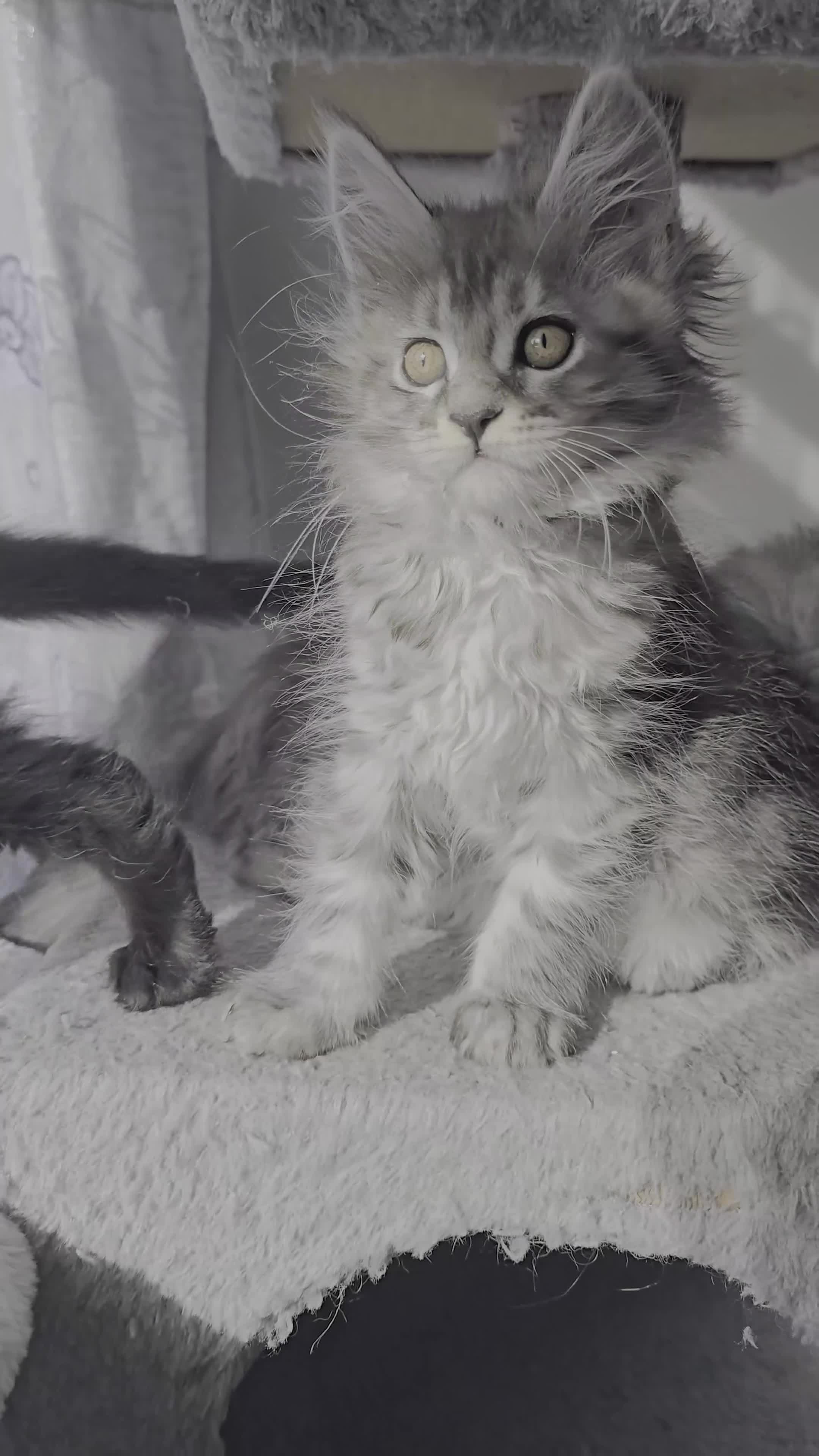 Maine Coon cats for sale: Exceptional Maine Coon Kittens for Loving Homes - Video 1