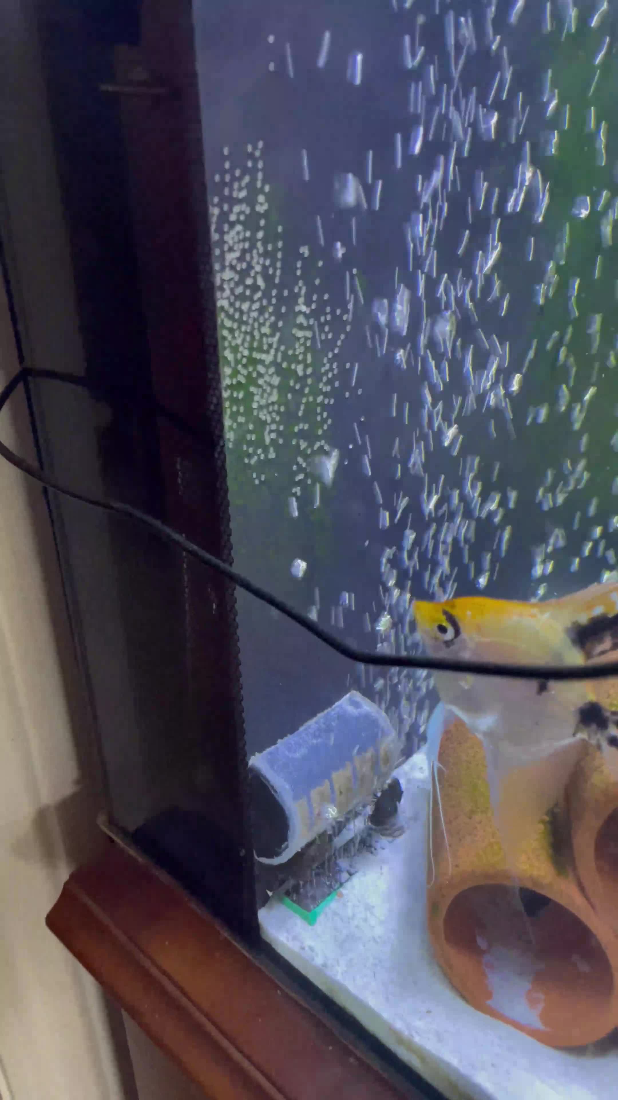 Angelfish fish for sale: Bonded Pair Angelfish  - Video 1