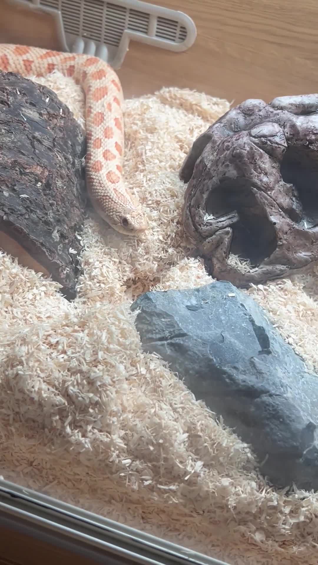 Snake reptiles for sale: 1 Female Albino Western Hognose - Video 1