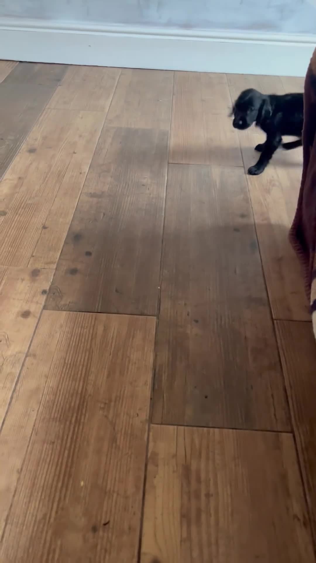 Cocker Spaniel dogs for sale: LAST LITTLE BOY  6 adorable Cocker Spaniel pups - Video 1