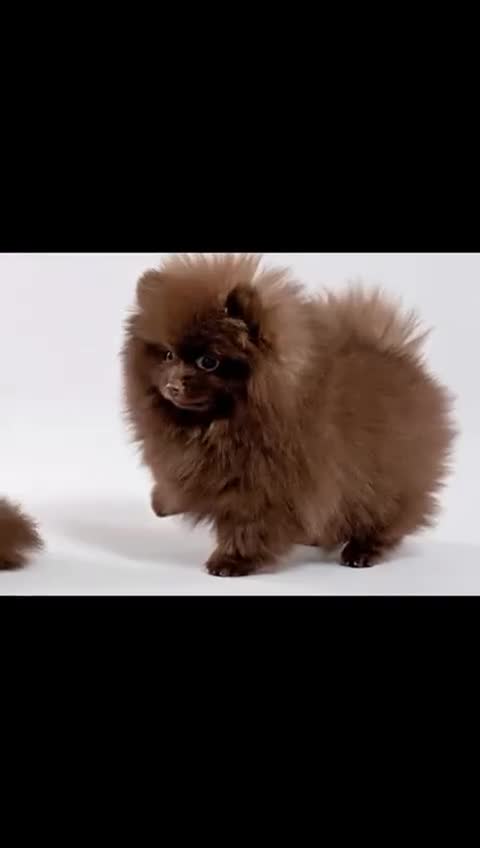 Pomeranian dogs for sale: Adorable Pomeranian Puppies - Video 2