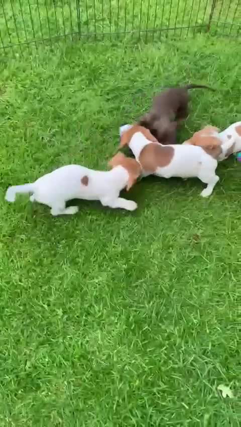 Miniature Dachshund dogs for sale: Pure Piebald Miniature Dachshunds Champion Lines - Video 1
