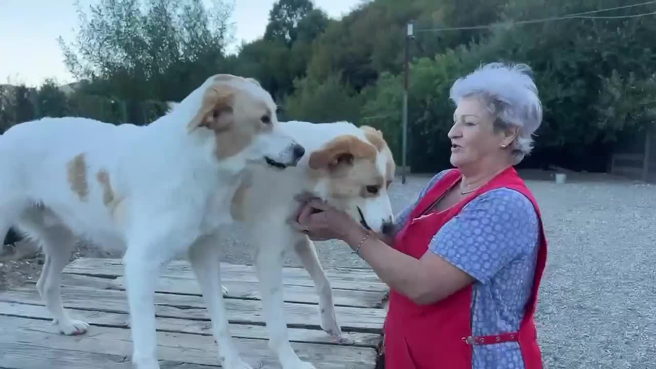 Mixed Breed dogs for adoption: 💙🩵Archie is looking for Love🐾 🩵💙 - Video 4