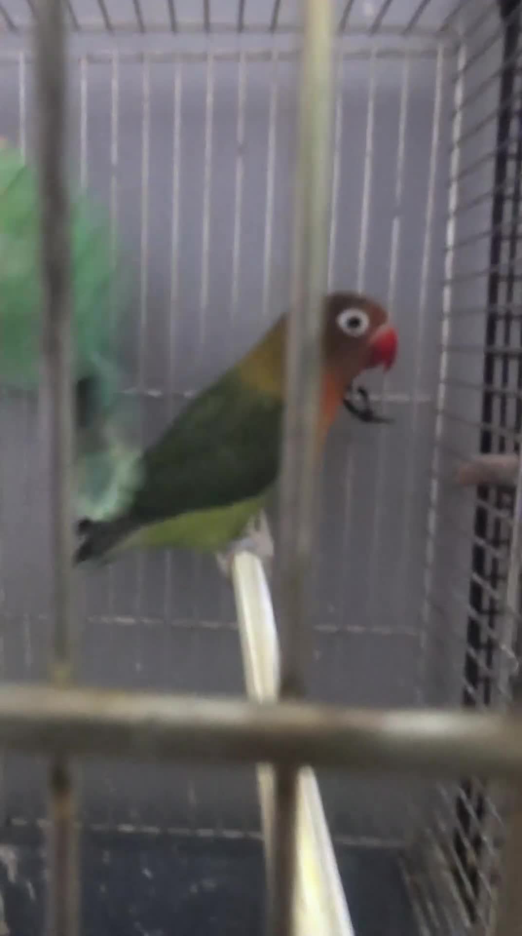 Lovebirds birds for sale: All Colour Love Birds - Video 2