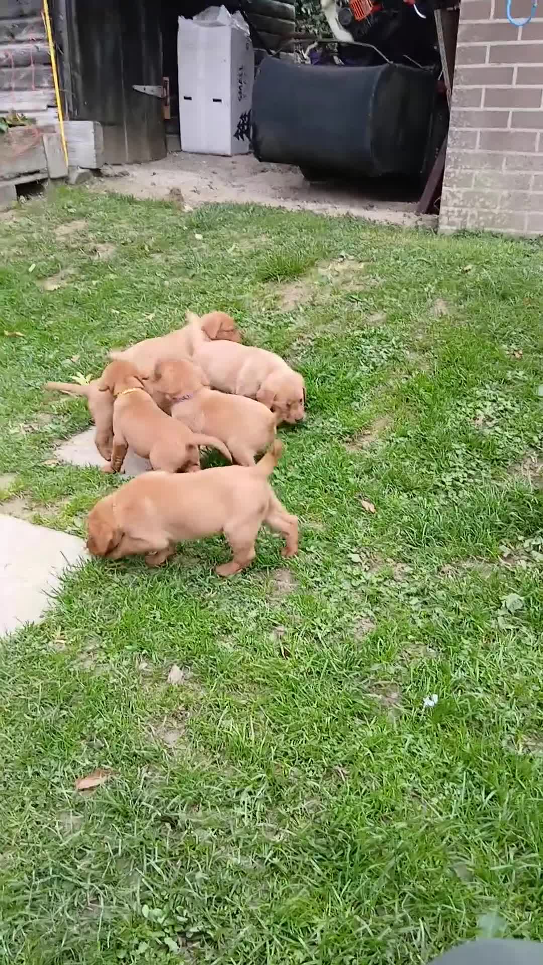 Labrador Retriever dogs for sale: Fox red labrador puppies  - Video 2