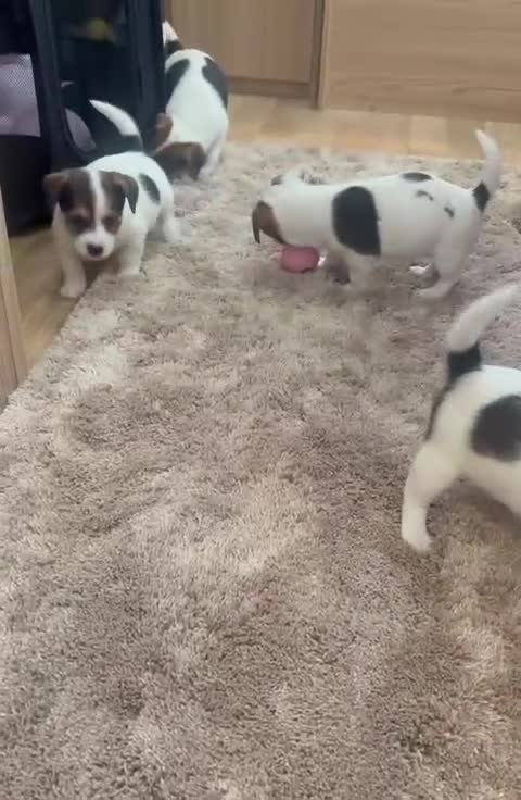 Jack Russell dogs for sale: Gorgeous short-legged Jack Russell Puppies! - Video 1
