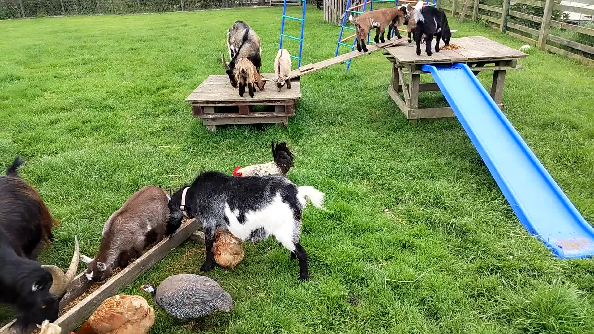 Goats livestock for sale: Pygmy Goats  in Richmond - Video 1