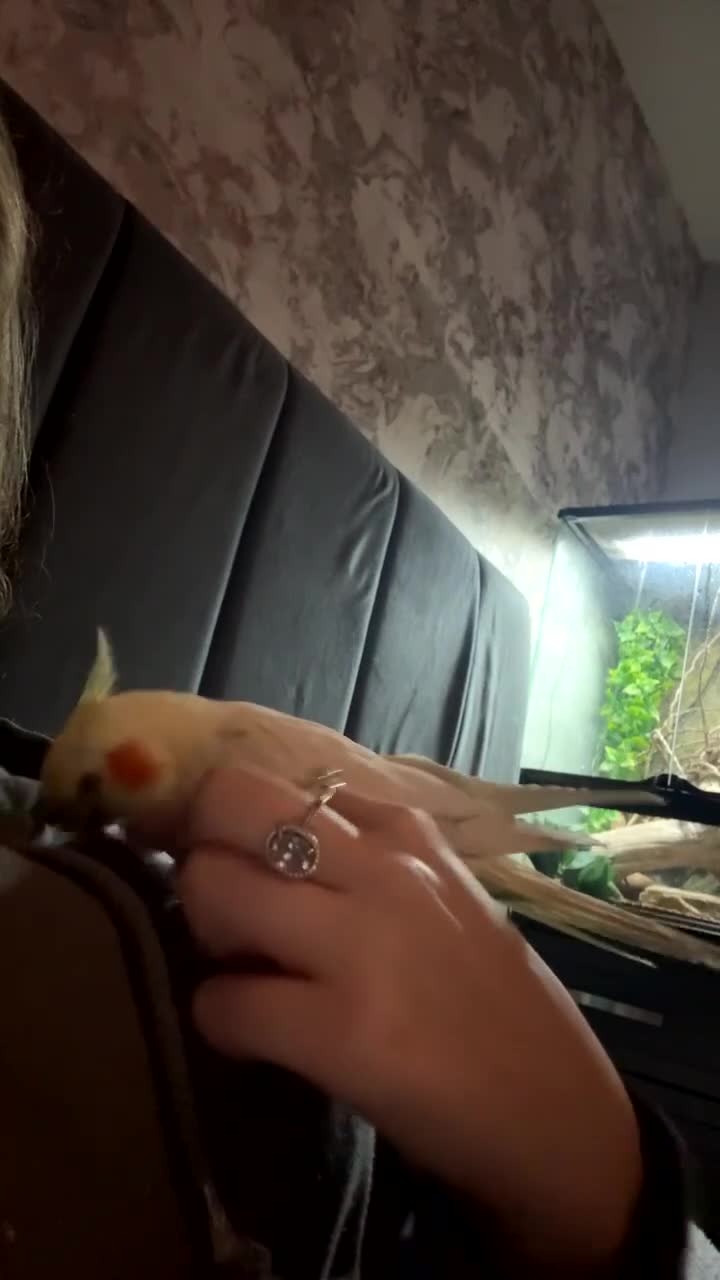 Cockatiels birds for sale: My babies pika and tuk - Video 1