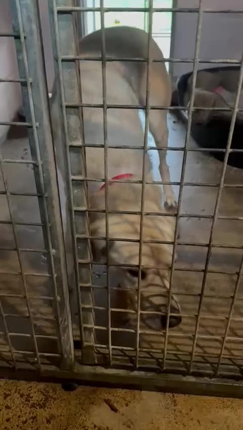 Mixed Breed dogs for adoption: 💙RUFUS💙- Young, Misunderstood, Fading In Kennels - Video 1