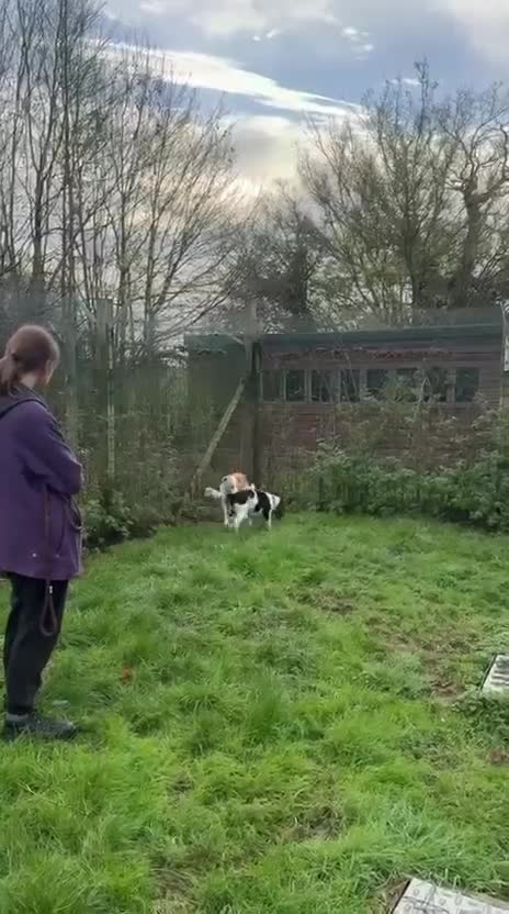 Mixed Breed dogs for sale: 🍯 HONEY 🍯IS LOOKING FOR A FOREVER HOME - Video 3