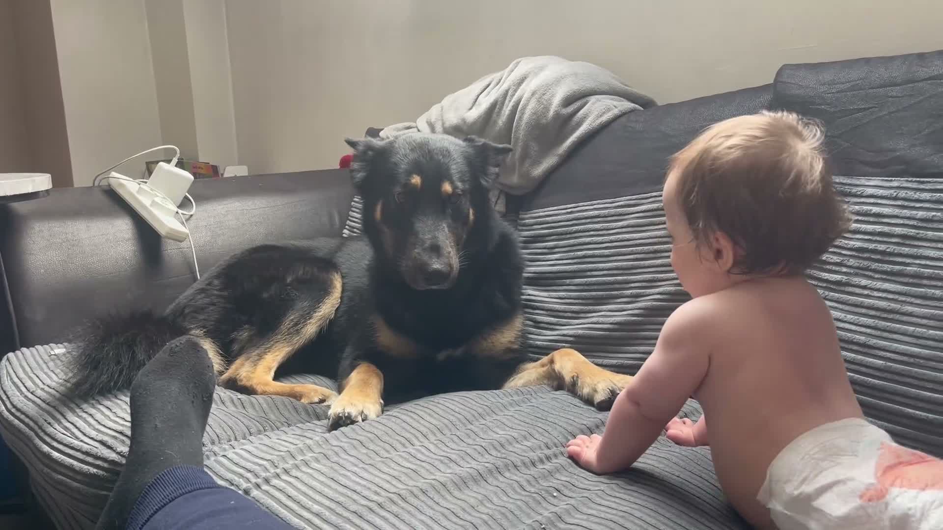 Mixed Breed dogs for sale: Stunning Shepherd Puppies Parents Can Be Seen - Video 2