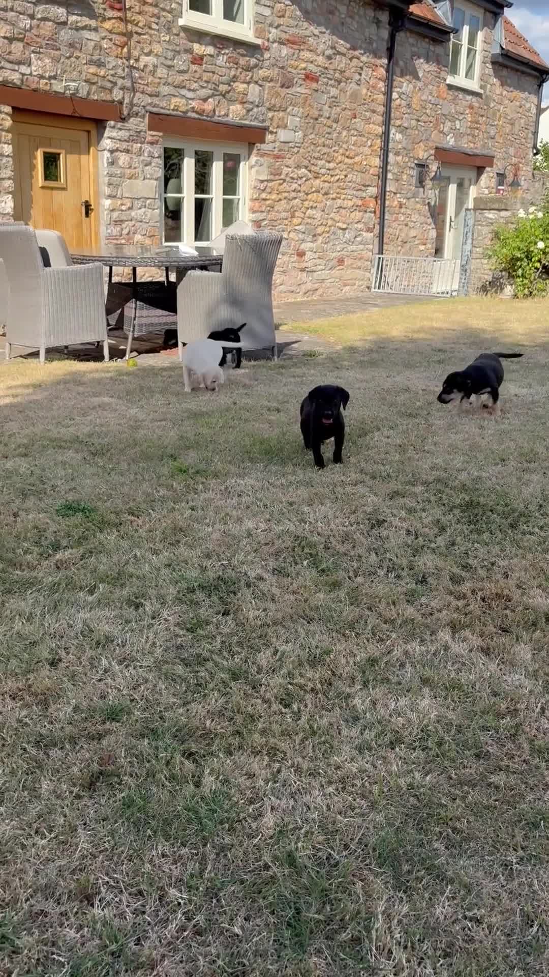 Labrador Retriever dogs for sale: Beautiful Labrador puppies  - Video 2