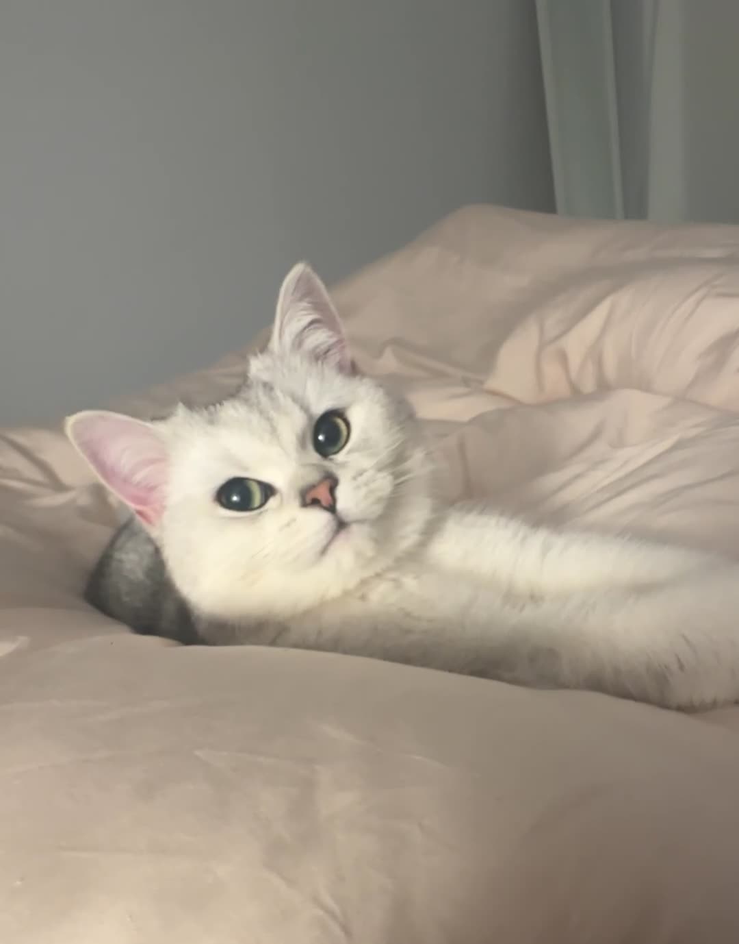 British Shorthair cats for sale: Affectionate Silver Chinchilla British Shorthair - Video 1
