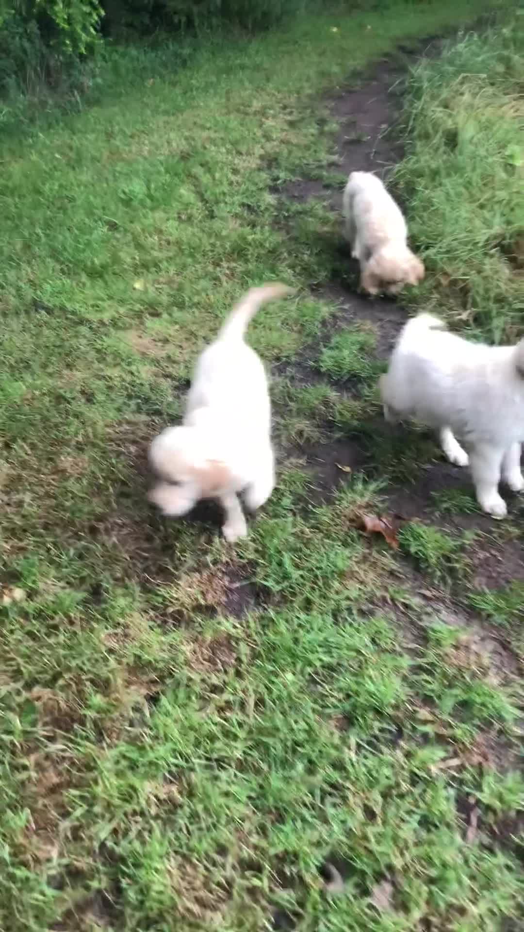 Golden Retriever dogs for sale: Quality KC puppies from health tested parents  - Video 3