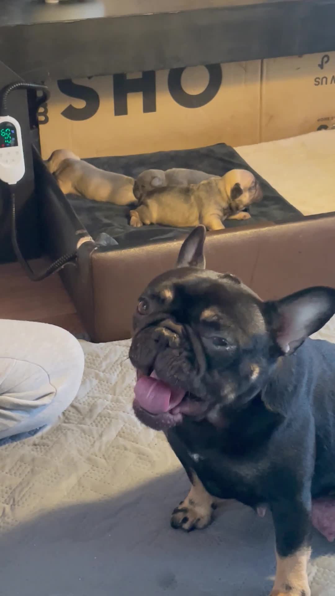 French Bulldog dogs for sale: 3 Stunning Baby Boy Frenchies in Rossendale - Video 2