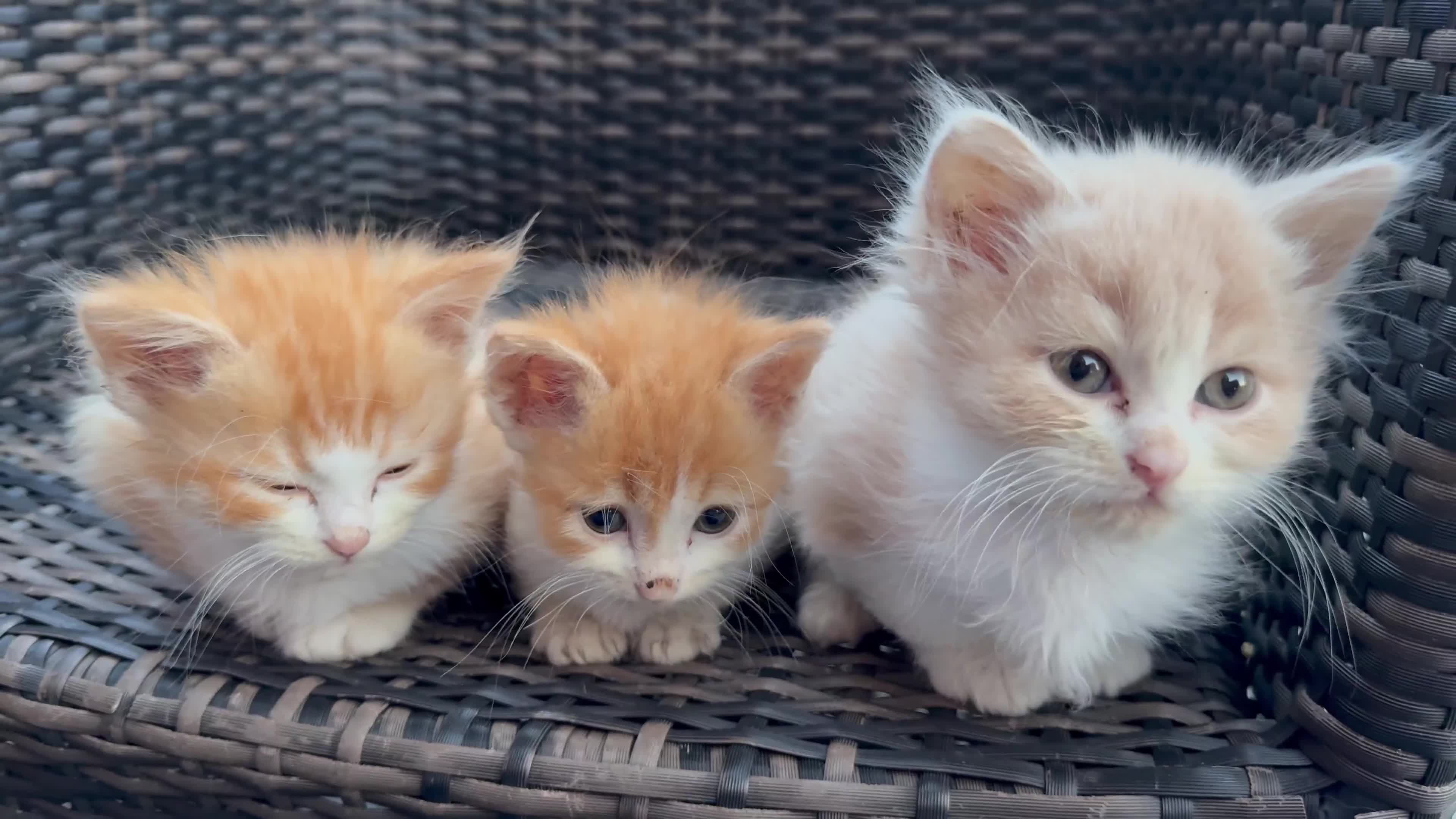 Persian cats for sale: Persian x - Video 3