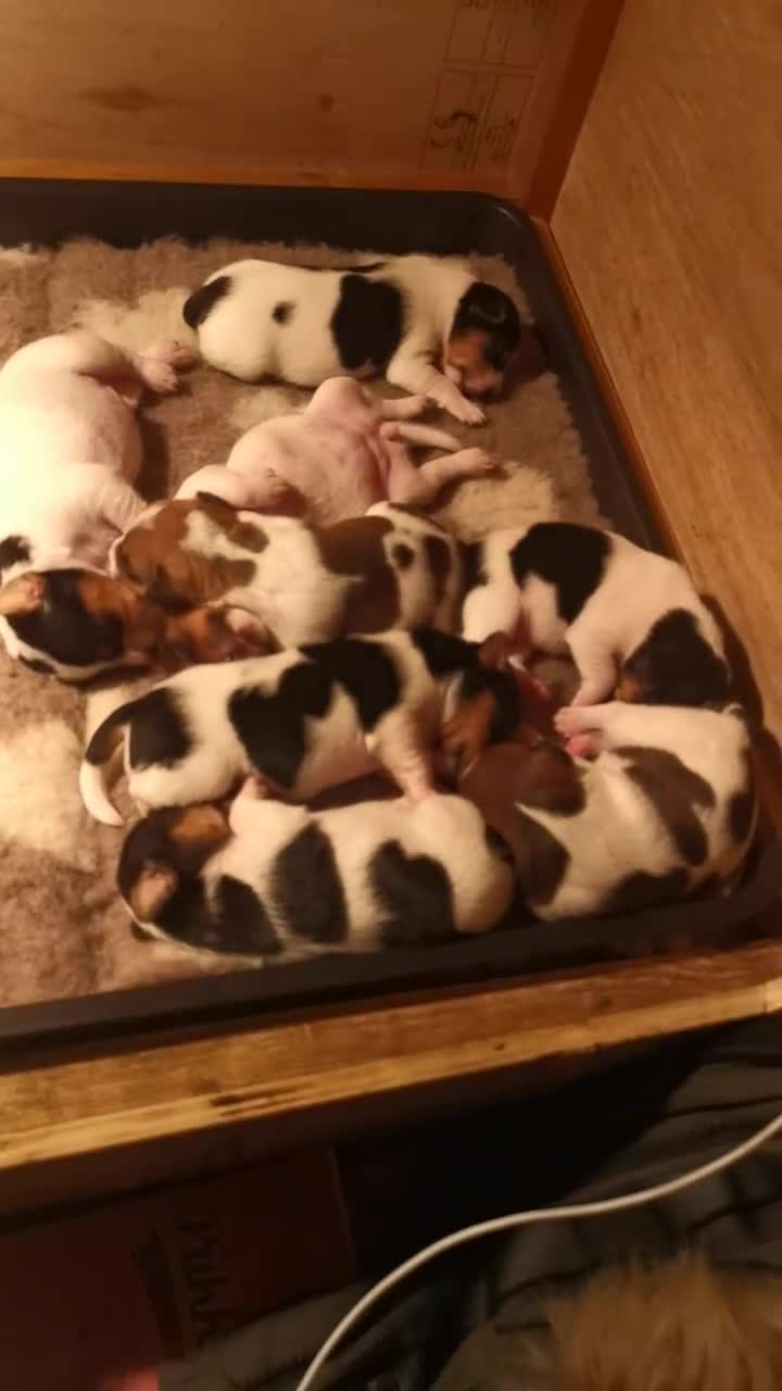 Jack Russell dogs for sale: Beautiful tricoloured jack Russell pups for sale - Video 1