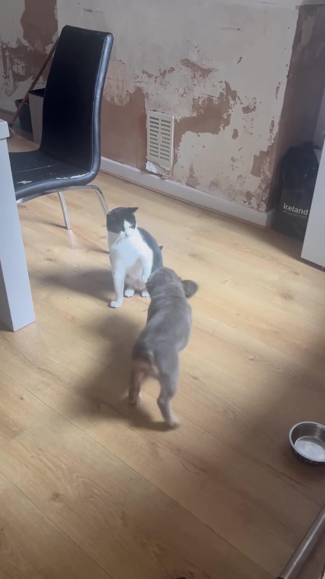 French Bulldog dogs for sale: Male for sale  in Barnsley - Video 1