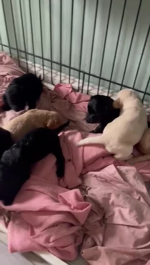 Cocker Spaniel dogs for sale: Cocker spaniel puppies - Video 1