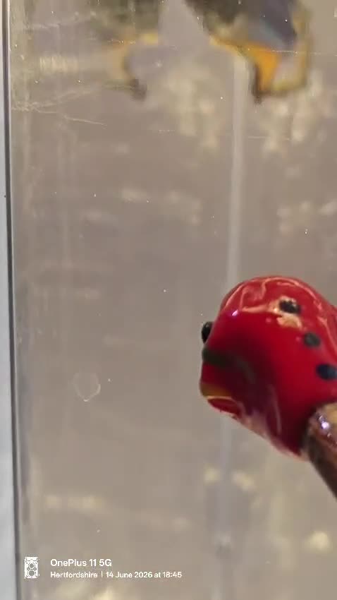 Bettas fish for sale: Betta mustard gas  - Video 1