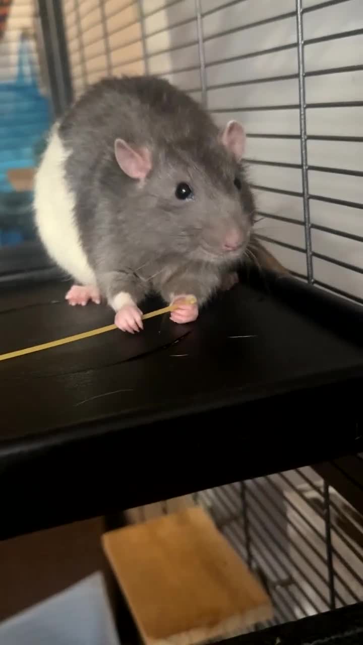 Rat rodents for sale: Male rats  in Bradford - Video 1
