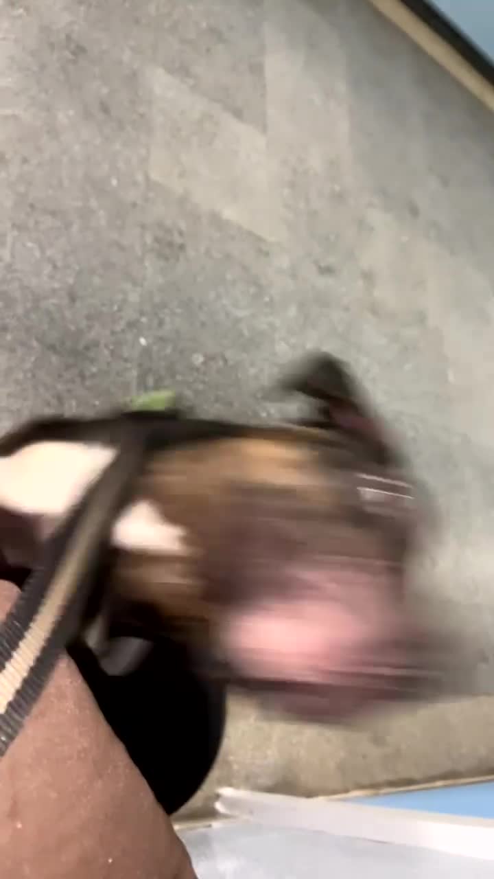 Mixed Breed dogs for sale: Puppy for sale - Video 2