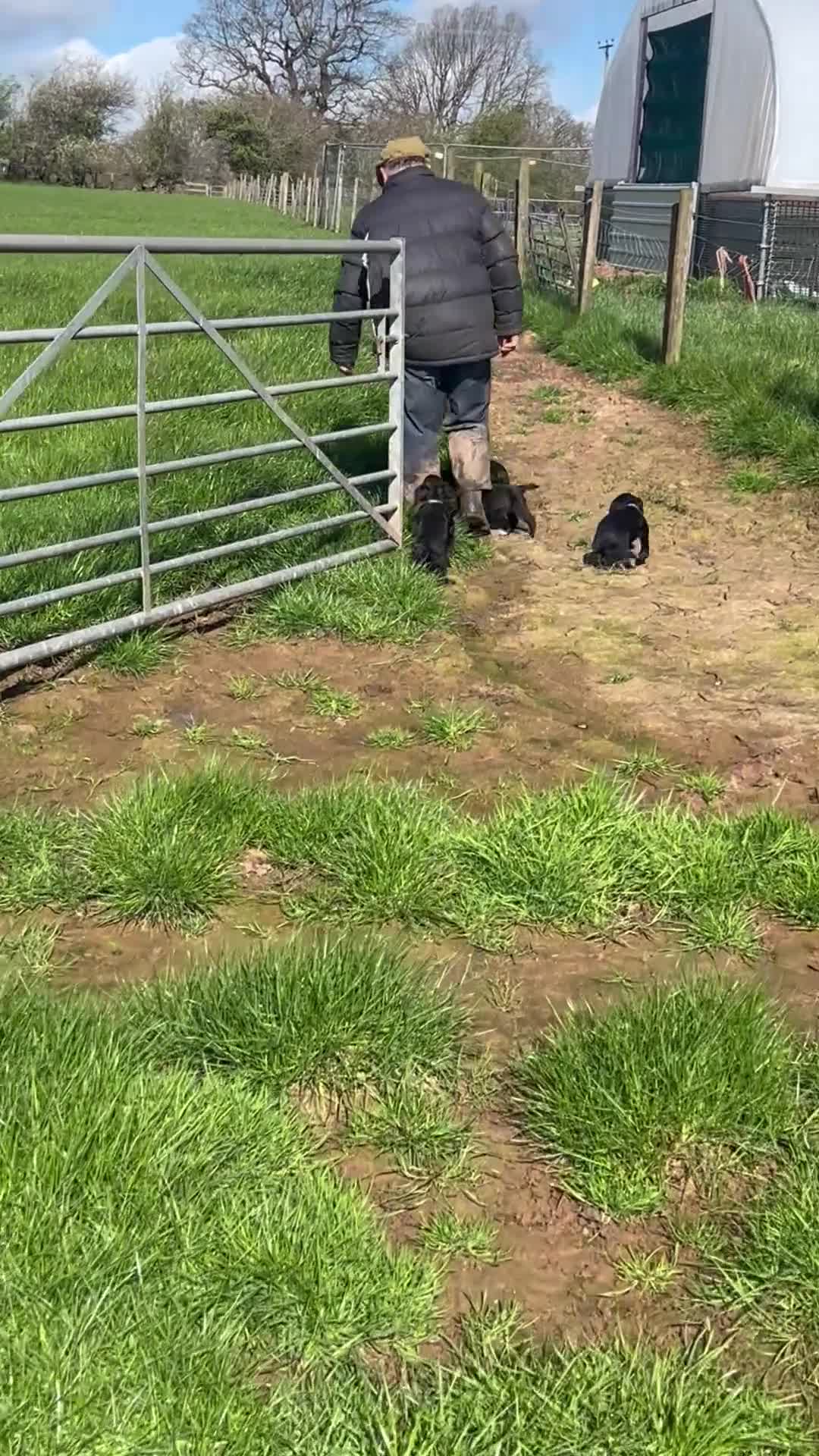 Cocker Spaniel dogs for sale:  Black KC Registered W C Spaniel puppies - Video 2