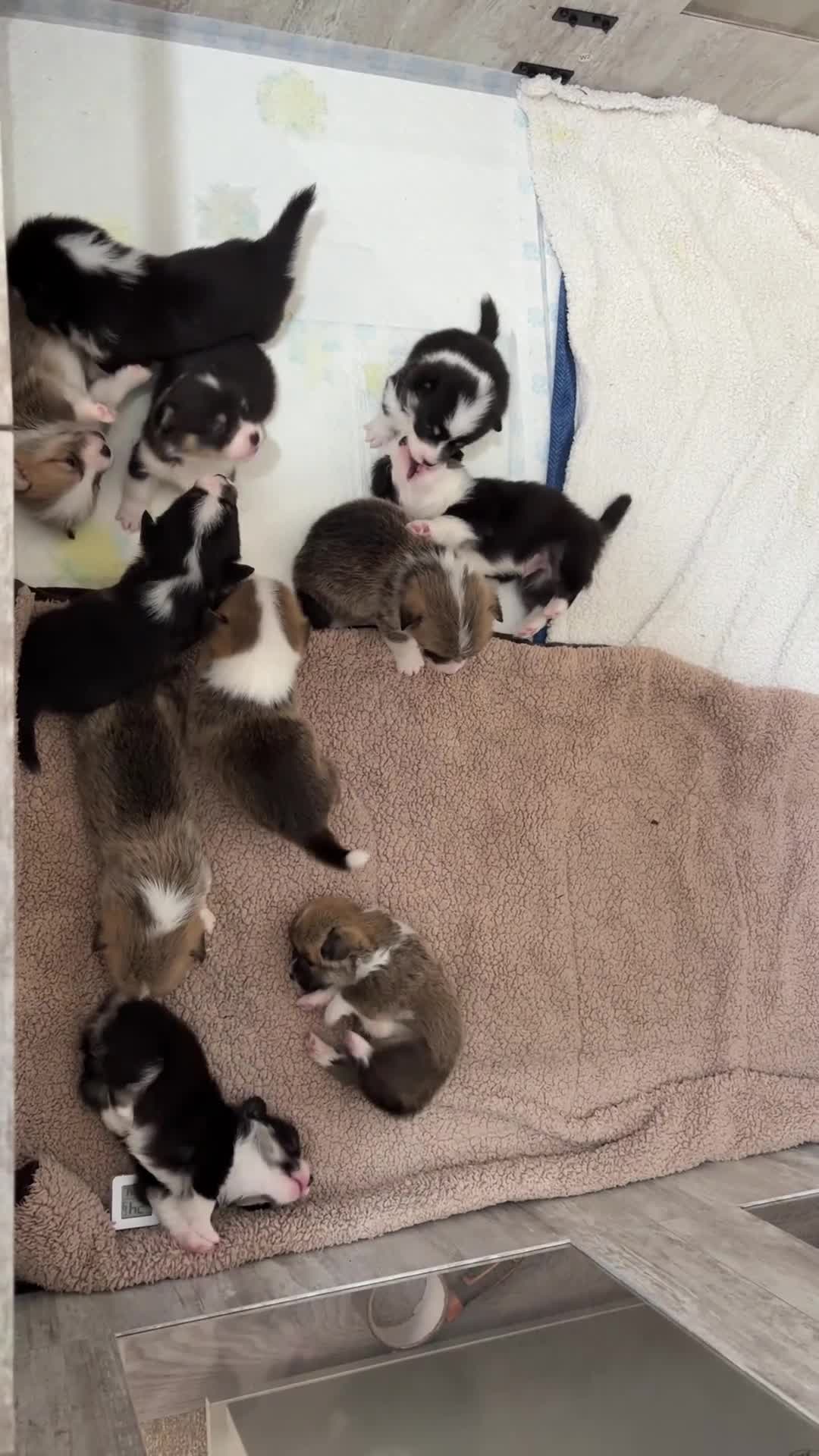 Welsh Corgi Pembroke dogs for sale: Welsh corgi (Pembroke) puppies - Video 1